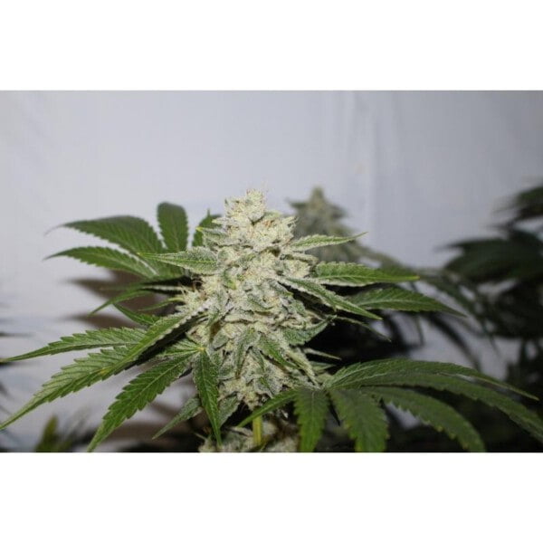 Super-Sativa-Club-Creamy-Kees-Regolar-Cannabis-Seeds-Annibale-Seedshop-3