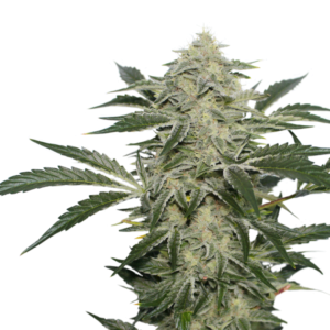 Super-Sativa-Club-Creamy-Kees-Regolar-Cannabis-Seeds-Annibale-Seedshop