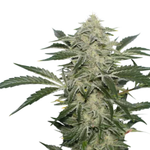 Super-Sativa-Club-Creamy-Kees-Regolar-Cannabis-Seeds-Annibale-Seedshop
