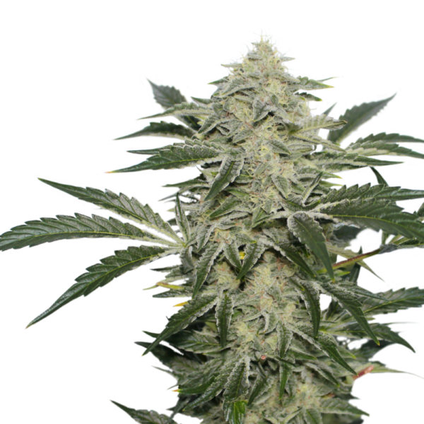 Super-Sativa-Club-Creamy-Kees-Regolar-Cannabis-Seeds-Annibale-Seedshop