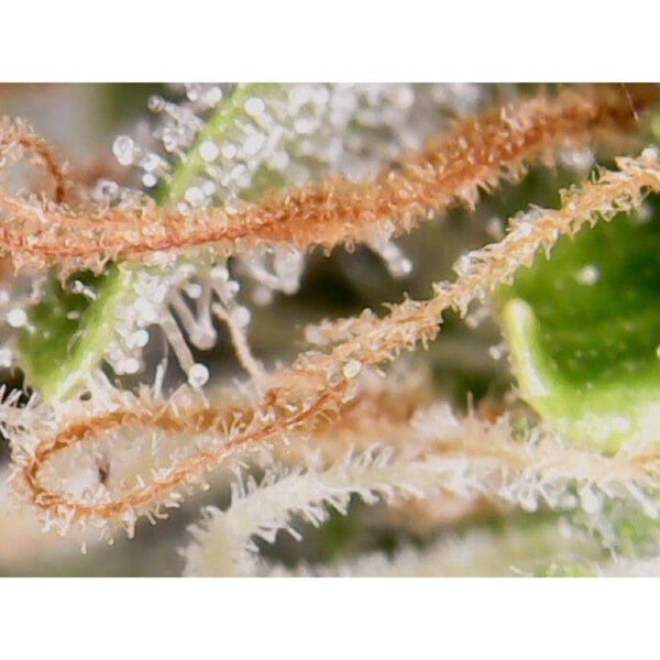Super-Sativa-Club-Creeper-Autoflowering-Cannabis-Seeds-Annibale-Seedshop