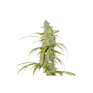 Super-Sativa-Club-Creeper-Autoflowering-Cannabis-Seeds-Annibale-Seedshop_2