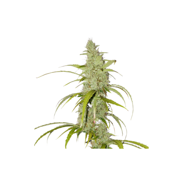 Super-Sativa-Club-Creeper-Autoflowering-Cannabis-Seeds-Annibale-Seedshop_2