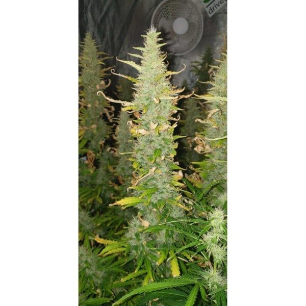 Super-Sativa-Club-Creeper-Autoflowering-Cannabis-Seeds-Annibale-Seedshop_3