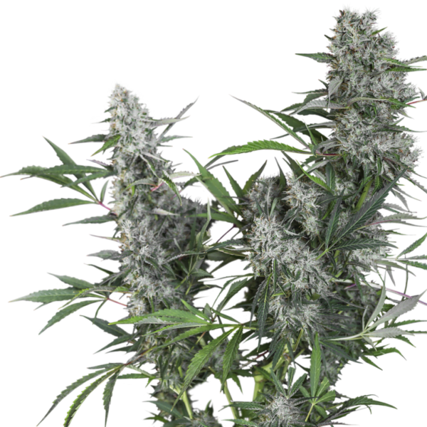 Super-Sativa-Club-Creeper-Regolar-Cannabis-Seeds-Annibale-Seedshop