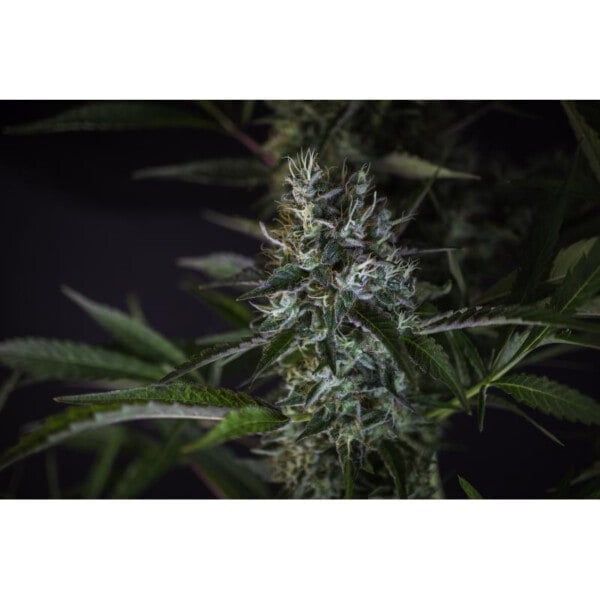 Super-Sativa-Club-Creeper-Regolar-Cannabis-Seeds-Annibale-Seedshop_2