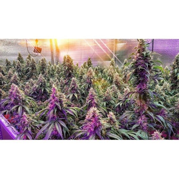 Super-Sativa-Club-Frosty-Friday-Regolar-Cannabis-Seeds-Annibale-Seedshop