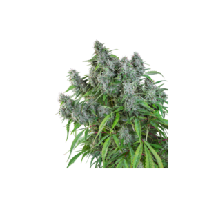 Super-Sativa-Club-Frosty-Friday-Regolar-Cannabis-Seeds-Annibale-Seedshop_2