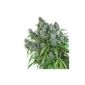 Super-Sativa-Club-Frosty-Friday-Regolar-Cannabis-Seeds-Annibale-Seedshop_2