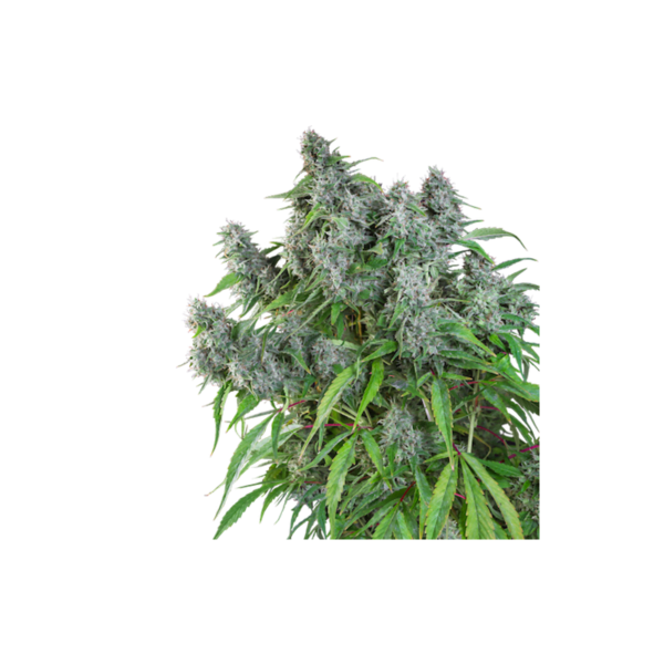 Super-Sativa-Club-Frosty-Friday-Regolar-Cannabis-Seeds-Annibale-Seedshop_2