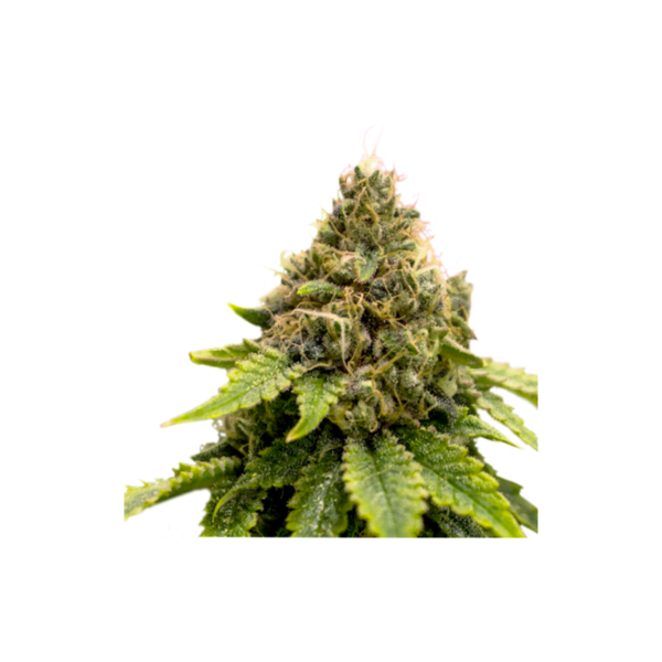 Super-Sativa-Club-Karel_s-Dank-Regolar-Cannabis-Seeds-Annibale-Seedshop