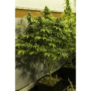 Super-Sativa-Club-Karel_s-Dank-Regolar-Cannabis-Seeds-Annibale-Seedshop_2