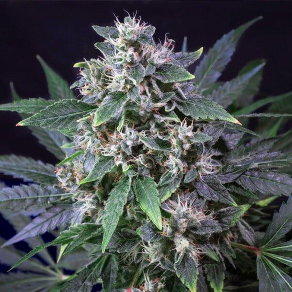 Super-Sativa-Club-Karel_s-Dank-Regolar-Cannabis-Seeds-Annibale-Seedshop_3