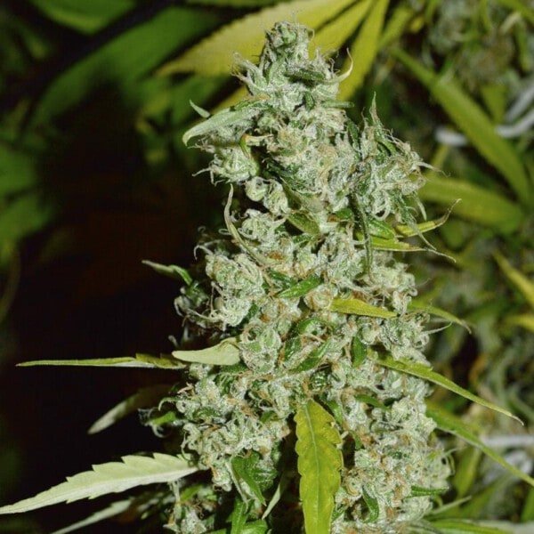 Super-Sativa-Club-Kees-Old-School-Haze-Regolar-Cannabis-Seeds-Annibale-Seedshop