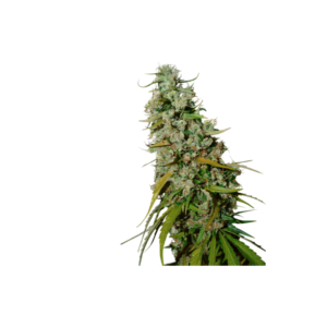 Super-Sativa-Club-Kees-Old-School-Haze-Regolar-Cannabis-Seeds-Annibale-Seedshop_2