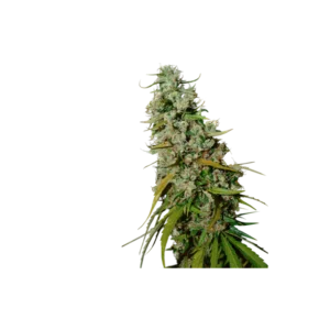 Super-Sativa-Club-Kees-Old-School-Haze-Regolar-Cannabis-Seeds-Annibale-Seedshop_2