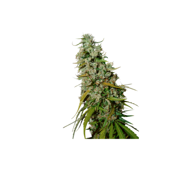 Super-Sativa-Club-Kees-Old-School-Haze-Regolar-Cannabis-Seeds-Annibale-Seedshop_2