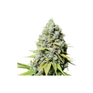 Super-Sativa-Club-Kosher-Haze-Regolar-Feminized-Cannabis-Seeds-Annibale-Seedshop