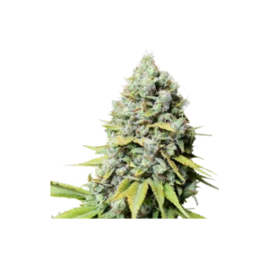 Super-Sativa-Club-Kosher-Haze-Regolar-Feminized-Cannabis-Seeds-Annibale-Seedshop