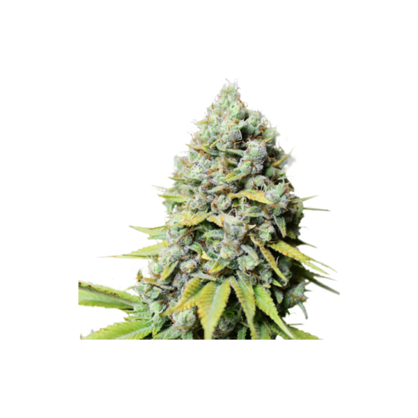 Super-Sativa-Club-Kosher-Haze-Regolar-Feminized-Cannabis-Seeds-Annibale-Seedshop