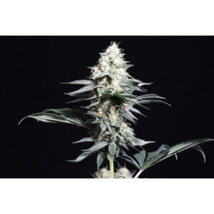 Super-Sativa-Club-Lava-Freeze-Feminized-Cannabis-Seeds-Annibale-Seedshop_2