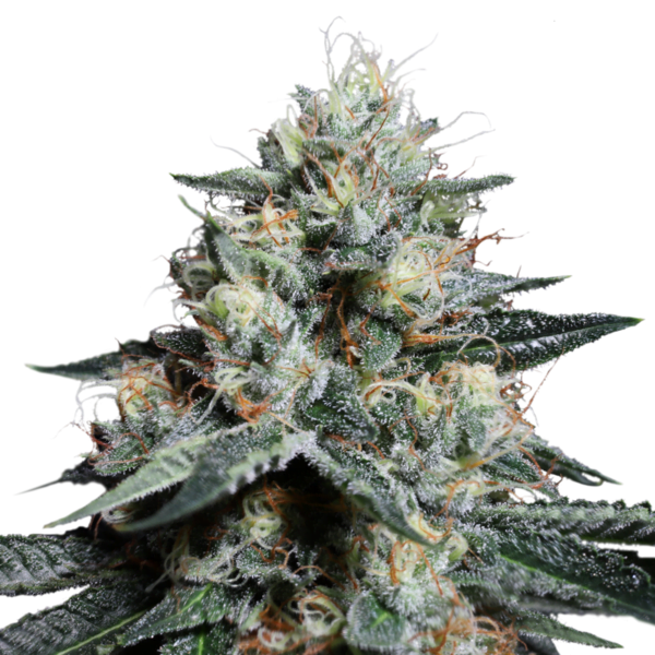 Super-Sativa-Club-Lava-Freeze-Feminized-Cannabis-Seeds-Annibale-Seedshop_3