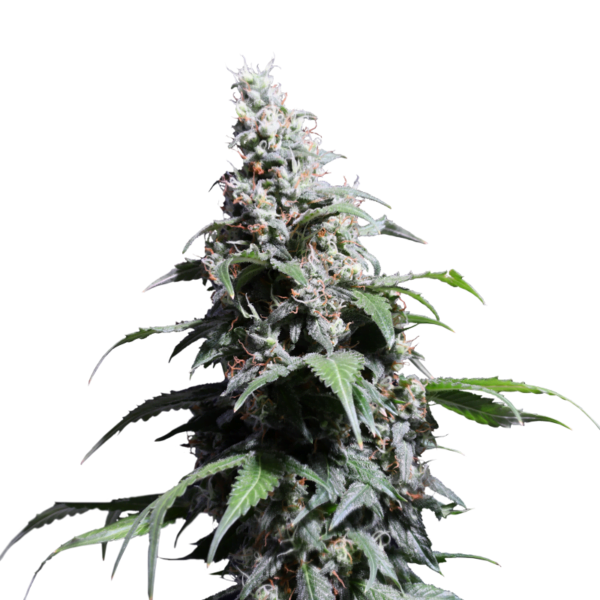 Super-Sativa-Club-Pineapple-Poison-Feminized-Cannabis-Seeds-Annibale-Seedshop