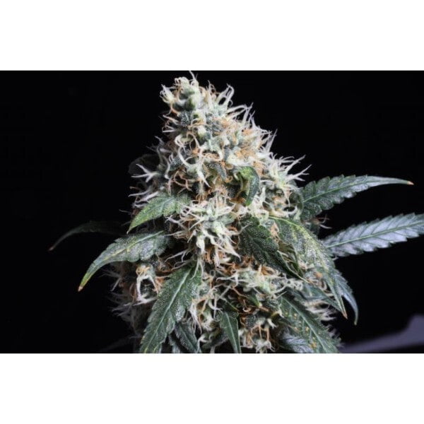 Super-Sativa-Club-Pineapple-Poison-Feminized-Cannabis-Seeds-Annibale-Seedshop_2