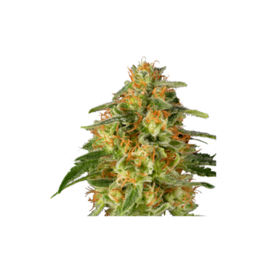 Super-Sativa-Club-TNT-Trichome-Regolar-Cannabis-Seeds-Annibale-Seedshop