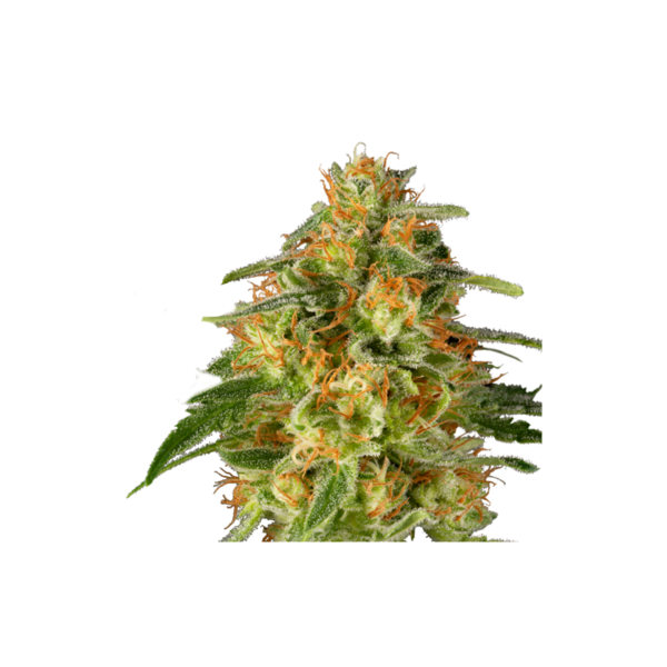 Super-Sativa-Club-TNT-Trichome-Regolar-Cannabis-Seeds-Annibale-Seedshop