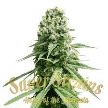 Super-Strains-Amnesia-Feminized-Cannabis-Seeds-Annibale-Seedshop