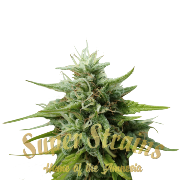 Super-Strains-Cookies-Krush-Feminized-Cannabis-Seeds-Annibale-Seedshop
