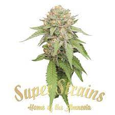 Super-Strains-Enemy-Of-The-State-Feminized-Cannabis-Seeds-Annibale-Seedshop