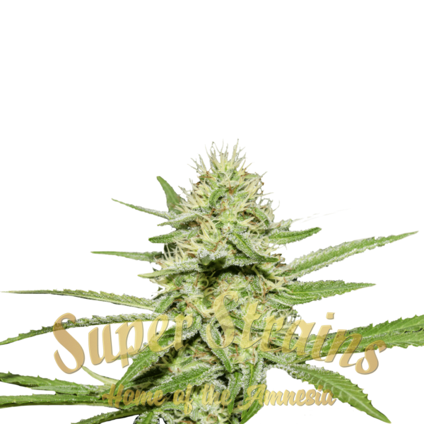 Super-Strains-Enemy_s-Dream-Feminized-Cannabis-Seeds-Annibale-Seedshop