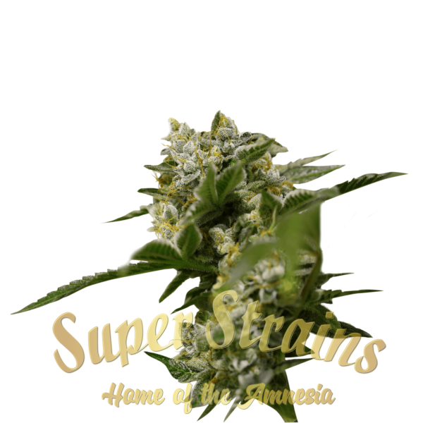Super-Strains-Ibiza-Farmer_s-Feminized-Cannabis-Seeds-Annibale-Seedshop