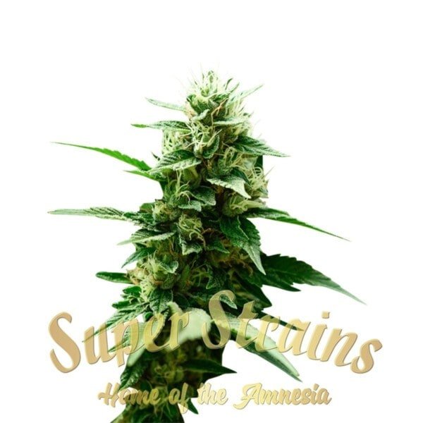 Super-Strains-Mexican-Candy-Feminized-Cannabis-Seeds-Annibale-Seedshop