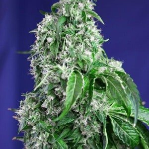 Sweet-Seeds-Big-Devil-Fast-Version-Feminized-Cannabis-Seeds-Annibale-Seedshop