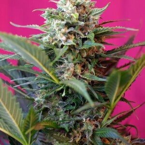 Sweet-Seeds-Big-Devil-XL-Auto-Feminized-Cannabis-Seeds-Annibale-Seedshop