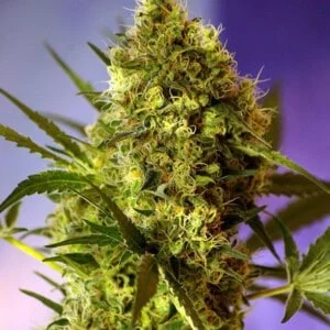 Sweet-Seeds-Big-Devil-_2-Auto-Feminized-Cannabis-Seeds-Annibale-Seedshop