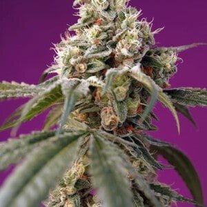 Sweet-Seeds-Bruce-Banner-Auto-Feminized-Cannabis-Seeds-Annibale-Seedshop