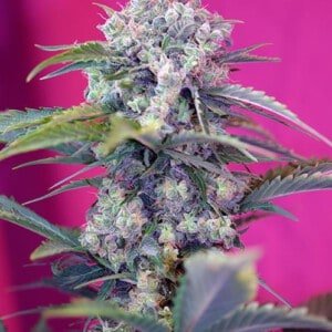 Sweet-Seeds-Cream-Mandarine-Auto-Feminized-Cannabis-Seeds-Annibale-Seedshop