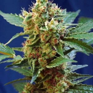 Sweet-Seeds-Cream-Mandarine-XL-Auto-Feminized-Cannabis-Seeds-Annibale-Seedshop