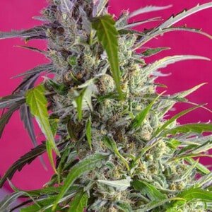 Sweet-Seeds-Crystal-Candy-Auto-Feminized-Cannabis-Seeds-Annibale-Seedshop