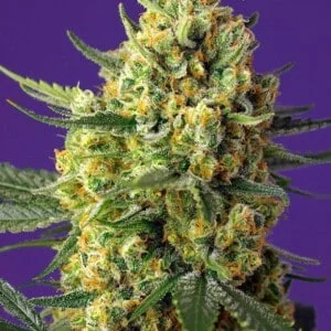 Sweet-Seeds-Crystal-Candy-XL-Auto-Feminized-Cannabis-Seeds-Annibale-Seedshop