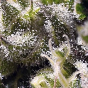 Sweet-Seeds-Do-Cream-Caramel-Auto-Feminized-Cannabis-Seeds-Annibale-Seedshop