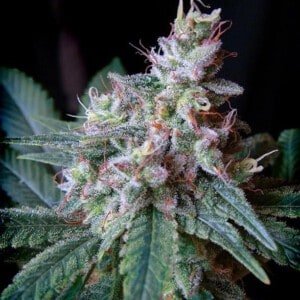 Sweet-Seeds-Do-Cream-Caramel-Feminized-Cannabis-Seeds-Annibale-Seedshop