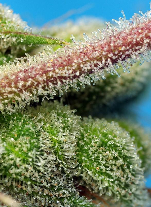 Sweet-Seeds-Do-Sweet-Dos-Feminized-Cannabis-Seeds-Annibale-Seedshop-1