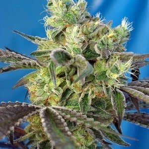 Sweet-Seeds-Do-Sweet-Dos-Feminized-Cannabis-Seeds-Annibale-Seedshop