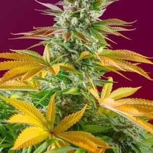 Sweet-Seeds-Gorilla-Girl-Fast-Version-F1-Feminized-Cannabis-Seeds-Annibale-Seedshop