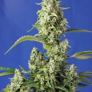 Sweet-Seeds-Gorilla-Girl-XL-Auto-Feminized-Cannabis-Seeds-Annibale-Seedshop